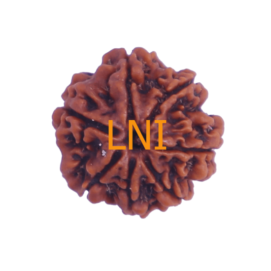 7 Mukhi Rudraksha Size: 22.70 mm (Certified) image