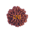7 Mukhi Rudraksha Size: 22.70 mm (Certified)