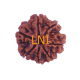 7 Mukhi Rudraksha Size: 22.70 mm (Certified) image