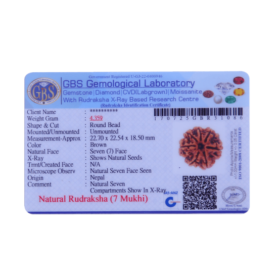 7 Mukhi Rudraksha Size: 22.70 mm (Certified) image
