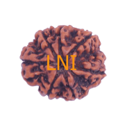 7 Mukhi Rudraksha Size: 23.04mm (Certified)