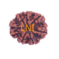 7 Mukhi Rudraksha Size: 23.04mm (Certified)