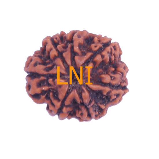 7 Mukhi Rudraksha Size: 29.08mm (Certified)(7 Seeds in X-ray) Rudraksha, 7 Mukhi Rudraksha, 7 Mukhi Rudraksha from Nepal image