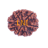 7 Mukhi Rudraksha Size: 23.04mm (Certified)