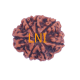 7 Mukhi Rudraksha Size: 29.08mm (Certified)(7 Seeds in X-ray) Rudraksha, 7 Mukhi Rudraksha, 7 Mukhi Rudraksha from Nepal image