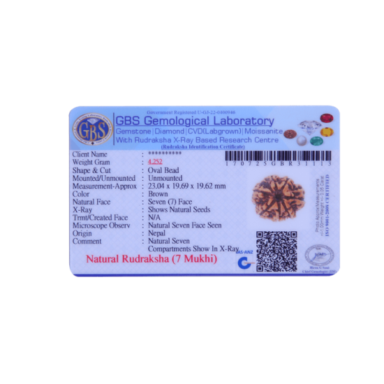 7 Mukhi Rudraksha Size: 29.08mm (Certified)(7 Seeds in X-ray) Rudraksha, 7 Mukhi Rudraksha, 7 Mukhi Rudraksha from Nepal image