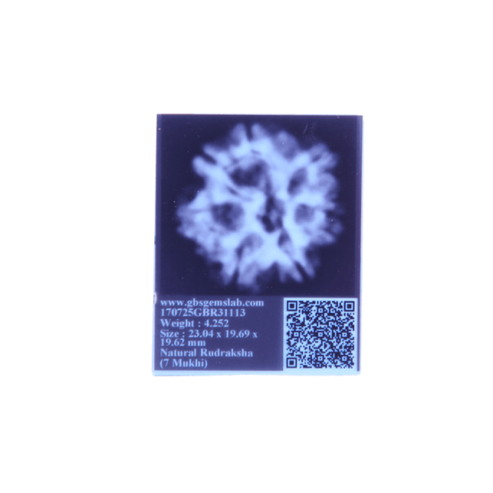 7 Mukhi Rudraksha Size: 29.08mm (Certified)(7 Seeds in X-ray) Rudraksha, 7 Mukhi Rudraksha, 7 Mukhi Rudraksha from Nepal image