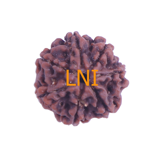 Certified 7 Mukhi Rudraksha 23.28mm from Nepal with 7 visible seeds – Vedic Saturn Remedy Bead