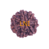 7 Mukhi Rudraksha Size 23.65mm (Certified)