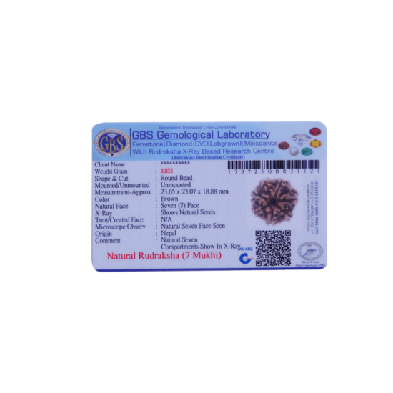 Certified 7 Mukhi Rudraksha 23.28mm from Nepal with 7 visible seeds – Vedic Saturn Remedy Bead