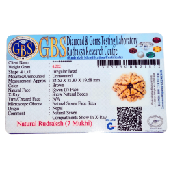 7 Mukhi Rudraksha Size 24.52 mm (Certified)