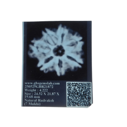 7 Mukhi Rudraksha Size 24.52 mm (Certified)