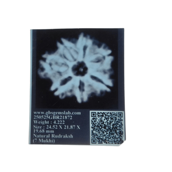 7 Mukhi Rudraksha Size 24.52 mm 