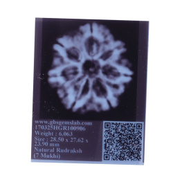 7 Mukhi Rudraksha Size: 28.50 mm (Certified)(7 Seeds in X-ray)