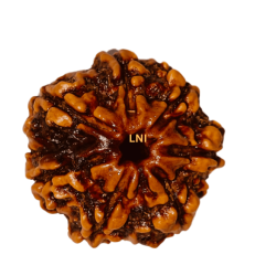 7 Mukhi Rudraksha Size: 21.50 mm (Certified)