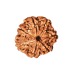 7 Mukhi Rudraksha Size: 22.22 mm (Certified)