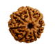 7 Mukhi Rudraksha Size: 22.50 mm (Certified)