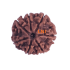 7 Mukhi Rudraksha Size: 23.57 mm (Certified)