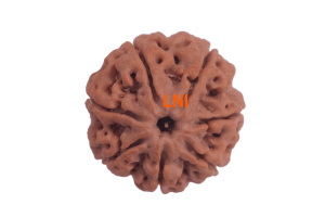 7 Mukhi Rudraksha: Benefits, Price & Buying Guide 7 Mukhi Rudraksha: Benefits, Price & Buying Guide