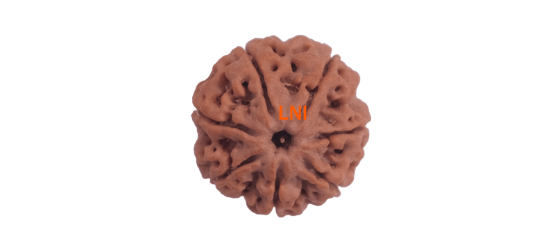 7 Mukhi Rudraksha: Benefits, Price & Buying Guide