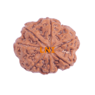 7 Mukhi Rudraksha Size: 26.80mm (Certified)