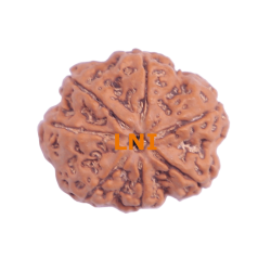 7 Mukhi Rudraksha Size: 26.80mm (Certified)