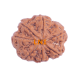 Certified 7 Mukhi Rudraksha 24.28mm from Nepal – X-ray Verified 7 Seeds | Saturn Balancing Rudraksha