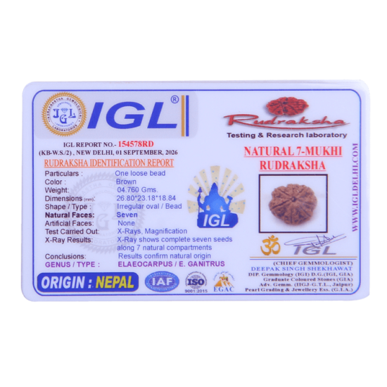 Certified 7 Mukhi Rudraksha 24.28mm from Nepal – X-ray Verified 7 Seeds | Saturn Balancing Rudraksha