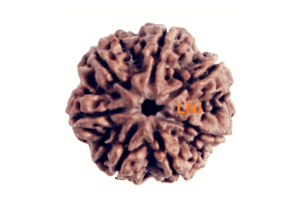 7 Mukhi Rudraksha: Benefits, Price & Buying Guide