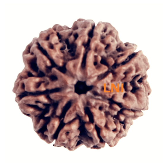 7 Mukhi Rudraksha Size: 28.30 mm (Certified)