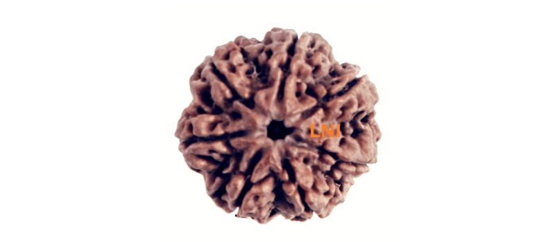 7 Mukhi Rudraksha: Benefits, Price & Buying Guide