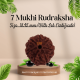 7 Mukhi Rudraksha Size: 18.45 mm (With Lab Certificate)