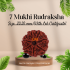 7 Mukhi Rudraksha Size: 20.20 mm (With Lab Certificate)