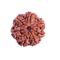 7 Mukhi Rudraksha Size: 21.18 mm (Certified)