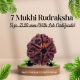 7 Mukhi Rudraksha Size: 21.50 mm (Lab Certified)