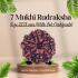 7 Mukhi Rudraksha Size: 22.13 mm (Certified)