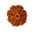 7 Mukhi Rudraksha Size: 23.17 mm (Certified)