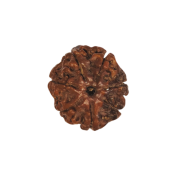 7 Mukhi Rudraksha Size: 23.74 mm (Certified)