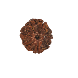 7 Mukhi Rudraksha Size: 23.74 mm (Certified)