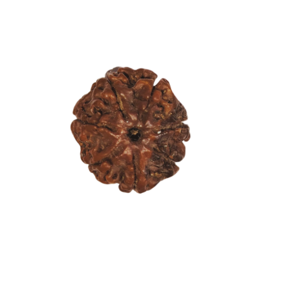 7 Mukhi Rudraksha Size: 23.74 mm (Certified)