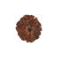 7 Mukhi Rudraksha Size: 23.74 mm (Certified)