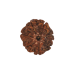 7 Mukhi Rudraksha Size: 23.74 mm (Certified)