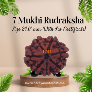 7 Mukhi Rudraksha Size: 24.01 mm (With Lab Certificate)