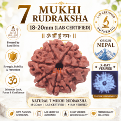 7 Mukhi Rudraksha Size 18-20 mm (Certified)