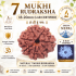 7 Mukhi Rudraksha Size 18-20 mm (Certified)