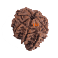 8 Mukhi Ganesha Rudraksha Size 24.04mm (With Lab Certificate)
