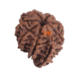 8 Mukhi Ganesha Rudraksha Size 24.04mm (With Lab Certificate)