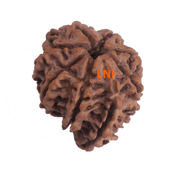 8 Mukhi Ganesha Rudraksha Size 19.55 mm (With Lab Certificate) image