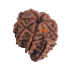 8 Mukhi Ganesha Rudraksha Size 24.04mm (With Lab Certificate)