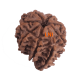 8 Mukhi Ganesha Rudraksha Size 19.55 mm (With Lab Certificate) image